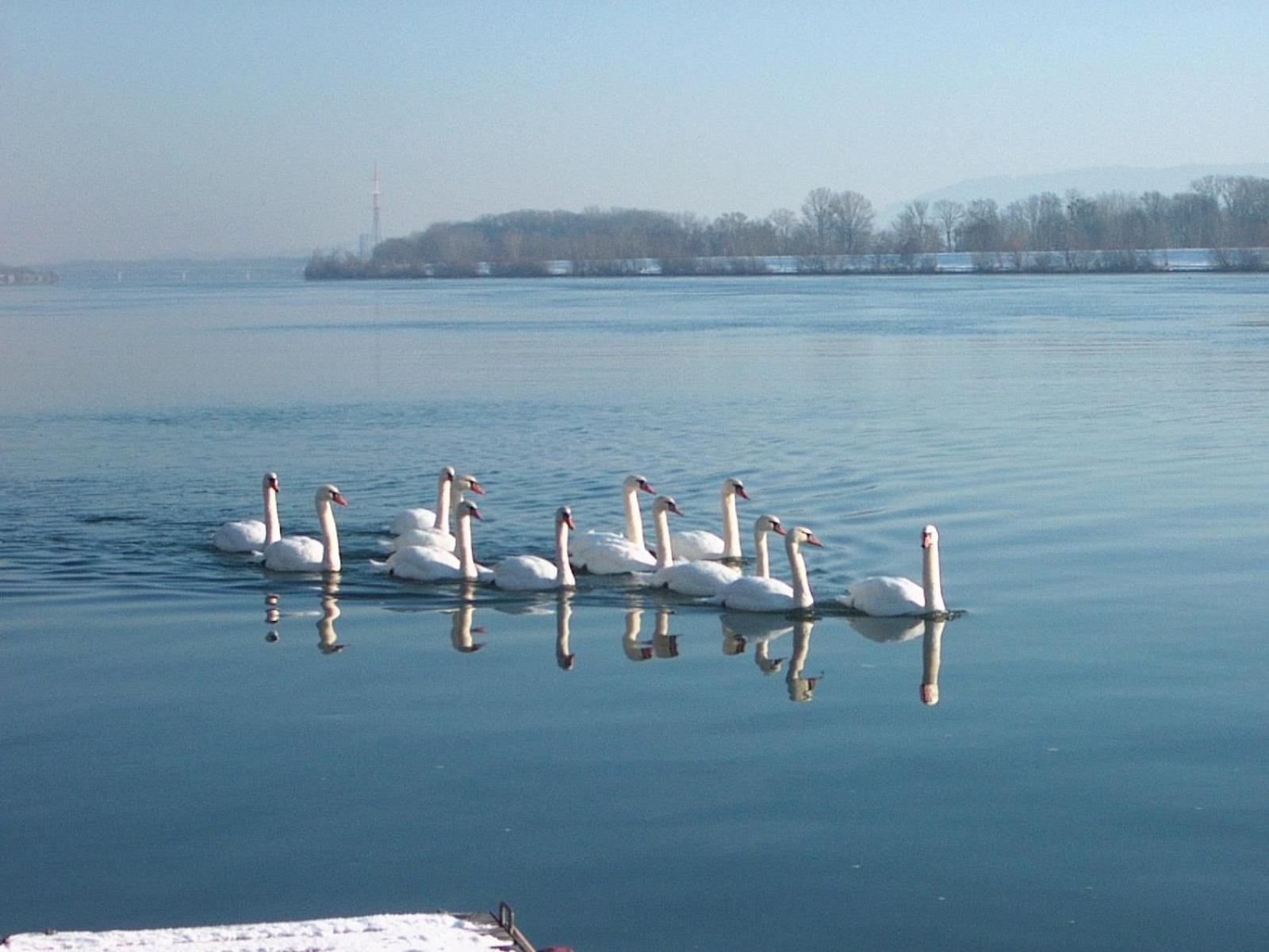 Donau-Rad-Hotel Wachauerhof Marbach an der Donau Esterno foto